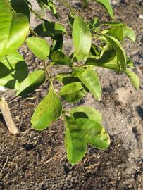            Sun leaves (Estes, Winter Haven, FL)   