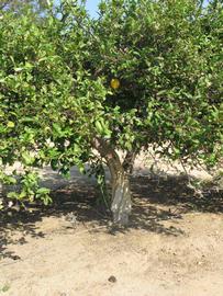            Habit (Riverside, CA)   