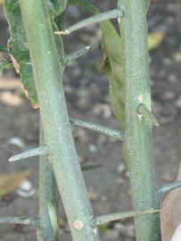            First year twig (Riverside, CA)   