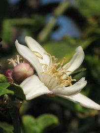              Flower (Riverside, CA)       