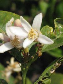              Flower (Riverside, CA)       