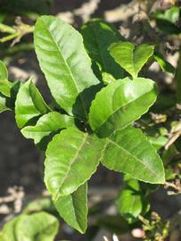              Sun leaves (Riverside, CA)       