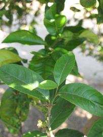              Shade leaves (Riverside, CA)       