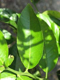              Unifoliolate leaf (Riverside, CA)       