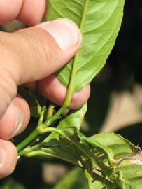              Petiole (Riverside, CA)       