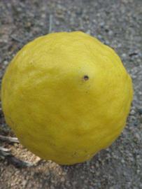            Fruit (Riverside, CA)   