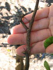              Second - third year twig (Winter Haven, FL)       