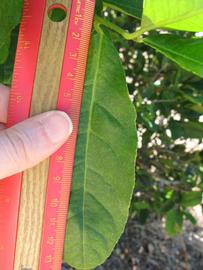              Unifoliolate leaf (Winter Haven, FL)       