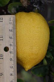              Fruit (Riverside, CA)       