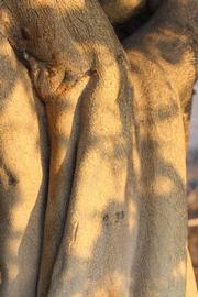            Bark (Riverside, CA)   