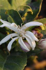              Flower (Riverside, CA)       