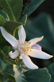              Flower (Riverside, CA)       