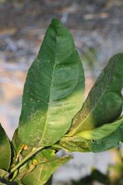              Unifoliolate leaf (Riverside, CA)       