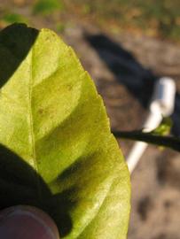             Margin of  Citrus limonimedica          (Etrog, Riverside, CA)       