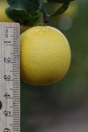              Fruit (Riverside, CA)       