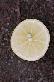              Fruit cross-section of  Citrus     aurantifolia   x    Fortunella    sp. (Eustis, Riverside,   CA)       