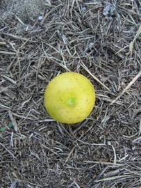              Fruit (Winter Haven, FL)       