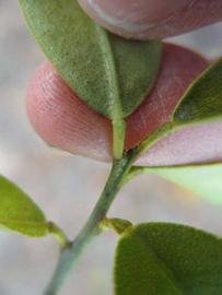              Petiole (Riverside, CA)       