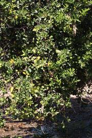            Habit (Riverside, CA)   