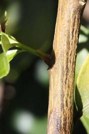              Second - third year twig (Riverside, CA)       