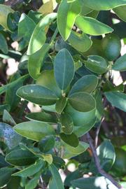              Shade leaves (Riverside, CA)       