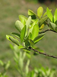              Sun leaves (Winter Haven, FL)       