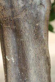            Bark (Riverside, CA)   