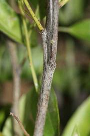              Second - third year twig (Riverside, CA)       