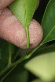              Petiole (Riverside, CA)       