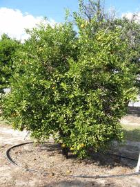              Habit (Winter Haven, FL)       