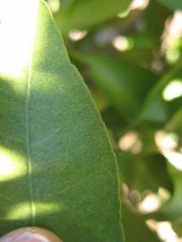              Margin (Winter Haven, FL)       