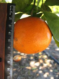              Fruit (Winter Haven, FL)       