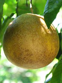            Fruit (Winter Haven, FL)   