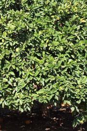            Habit (Riverside, CA)   