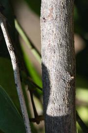              Second - third year twig (Riverside, CA)       