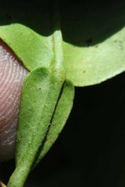              Petiole (Riverside, CA)       