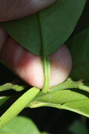              Petiole (Riverside, CA)       