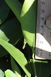              Unifoliolate leaf (Riverside, CA)       