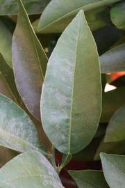              Unifoliolate leaf (Riverside, CA)       