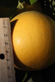              Fruit (Riverside, CA)       