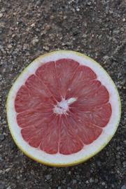              Fruit cross-section (Riverside, CA)       