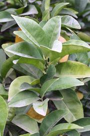            Sun leaves (Florida, Riverside, CA)   