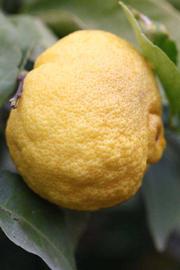            Fruit (Florida, Riverside, CA)   