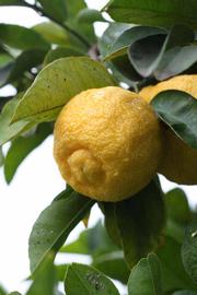            Fruit (Florida, Riverside, CA)   