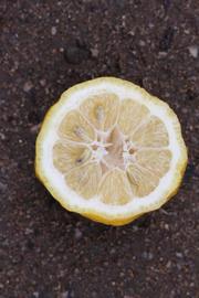            Fruit cross-section (Florida, Riverside, CA)   