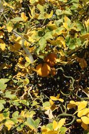              Sun leaves (Riverside, CA)       