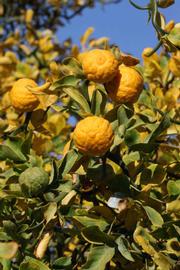              Fruit (Riverside, CA)       