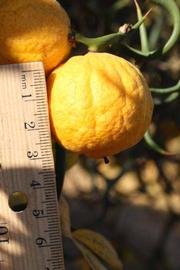              Fruit (Riverside, CA)       