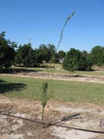            Habit (Winter Haven, FL)   