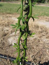           Bark (Winter Haven, FL)   
